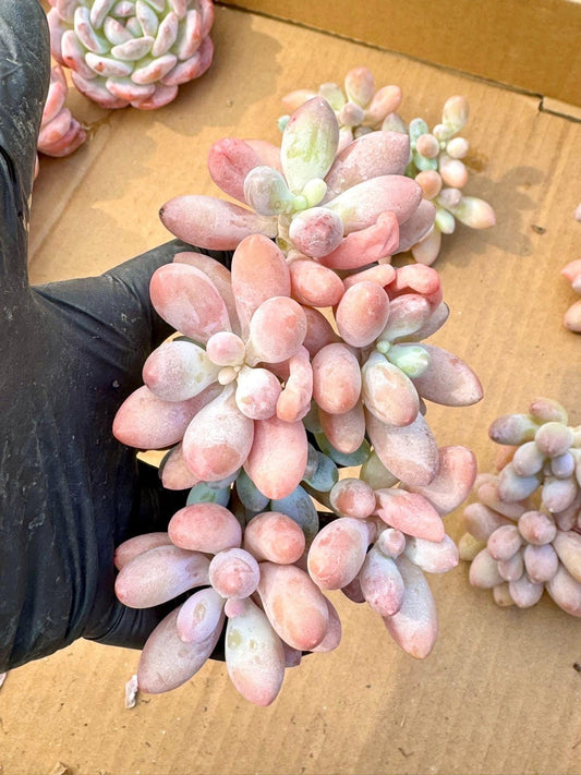 Echeveria Sakura Rose | Live Succulent Plant | Korean Succulent | Rare Imported Echeveria | Imported Plants