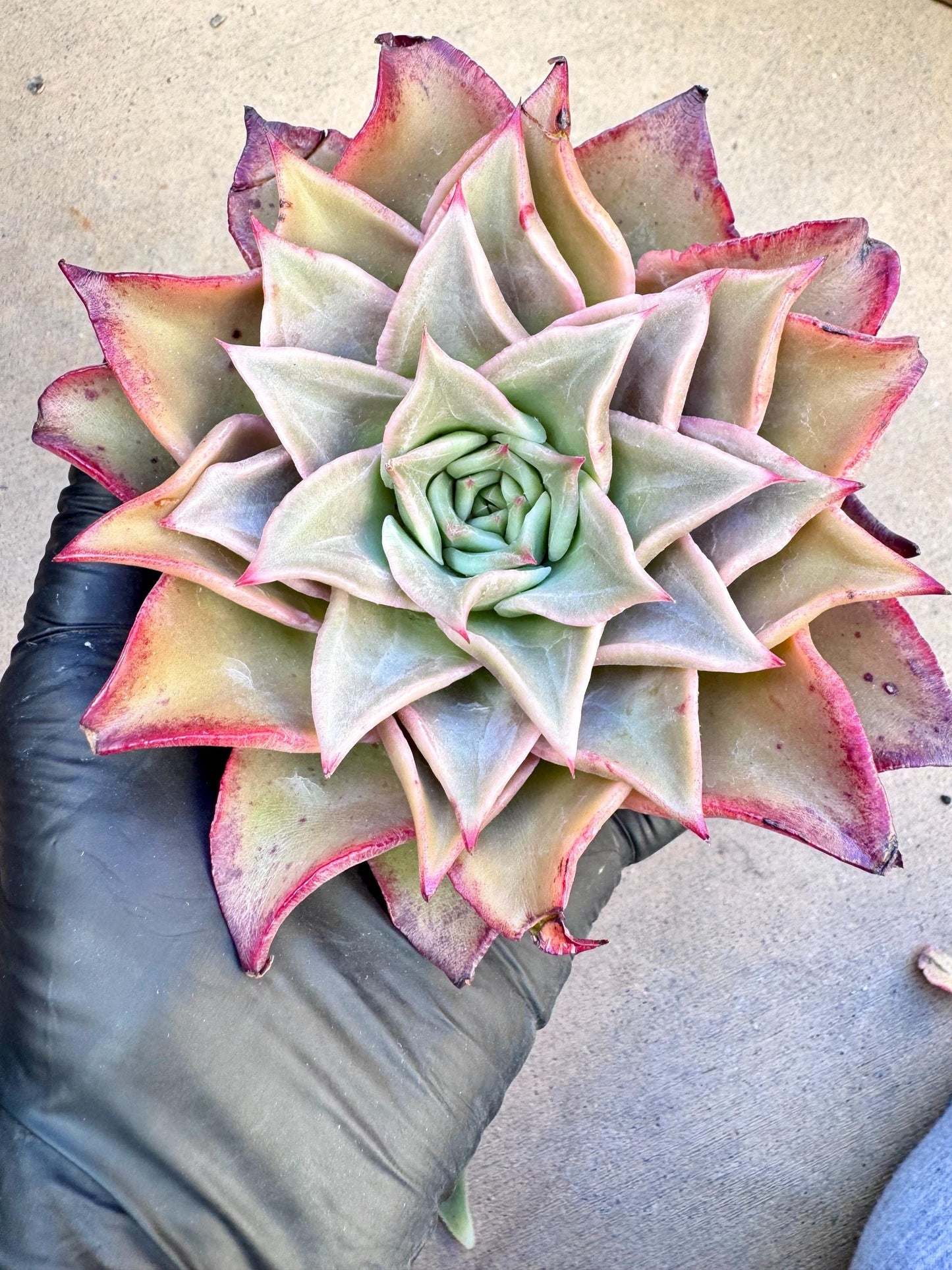 Echeveria Red Madiba | Live Succulent Plant | Korean Succulent | Rare Imported Echeveria | Imported Plants