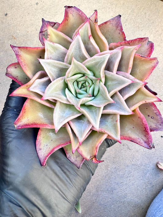 Echeveria Red Madiba | Live Succulent Plant | Korean Succulent | Rare Imported Echeveria | Imported Plants