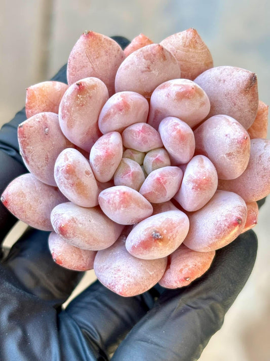 Echeveria Pinella | Live Succulent Plant | Korean Succulent | Rare Imported Echeveria | Imported Plants