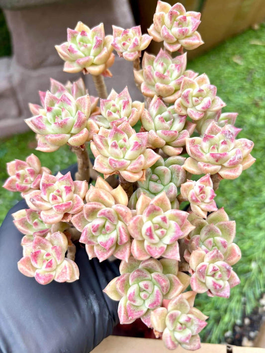 Echeveria Brilliant | Live Succulent Plant | Korean Succulent | Rare Imported Echeveria | Imported Plants