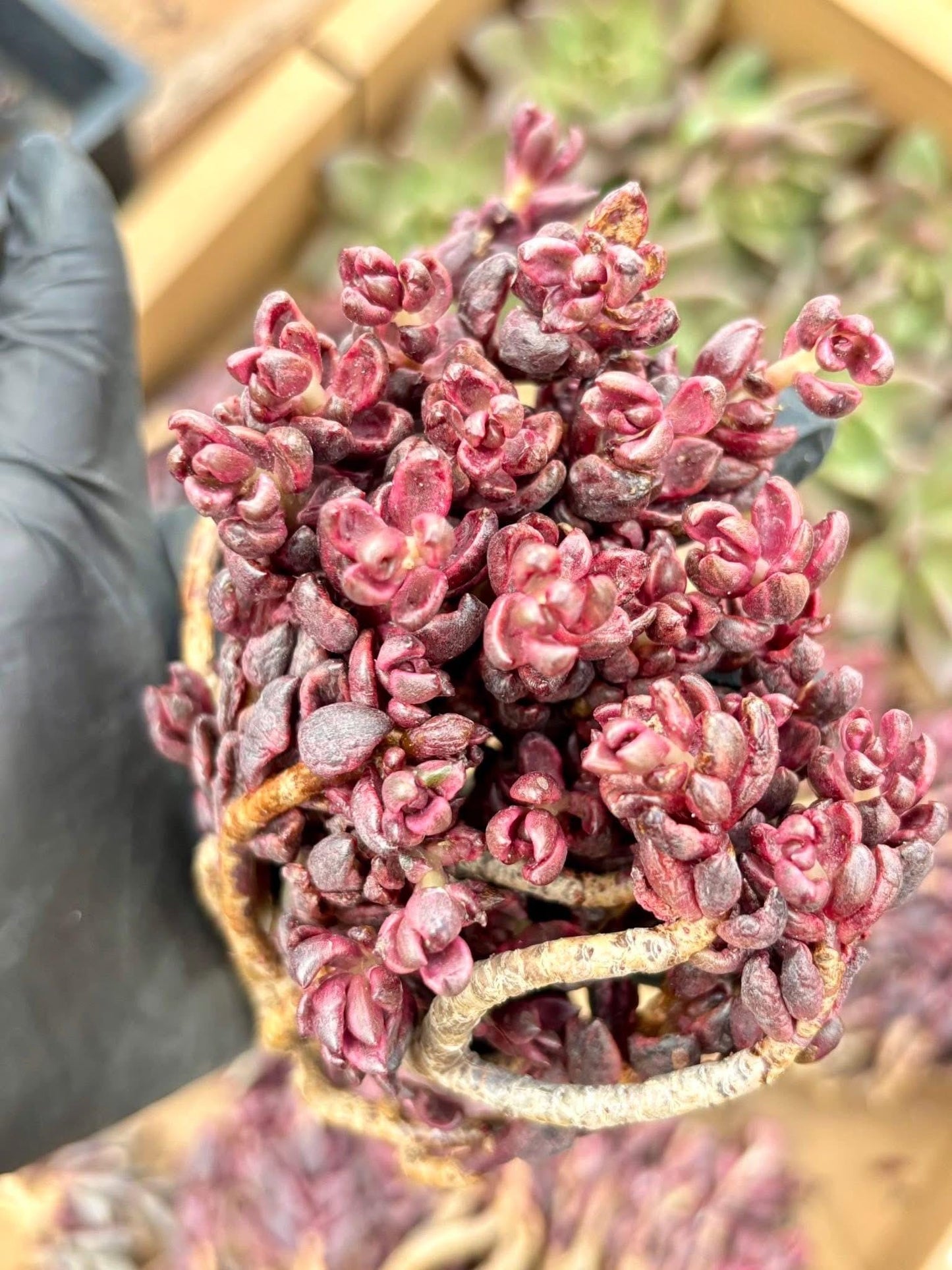 Echeveria Chocolate Variegated | Live Succulent Plant | Korean Succulent | Variegated Pachyveria | Imported Plants | Echeveria Clusters