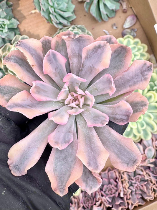 Echeveria Liberia Variegated | Live Succulent Plant | Echeveria Cluster | Rare Imported Echeveria | Imported Plants