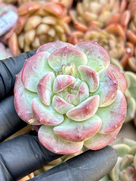 Echeveria Peach | Live Succulent Plant | Echeveria Cluster | Rare Imported Echeveria | Imported Plants