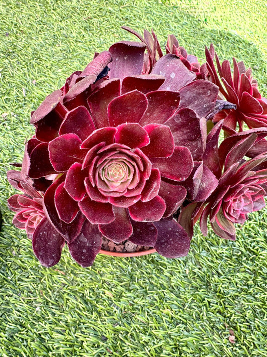 Aeonium Goddess of Darkness Variegated | Live Succulent Plant | Korean Succulent | Rare Imported Echeveria | Imported Plants