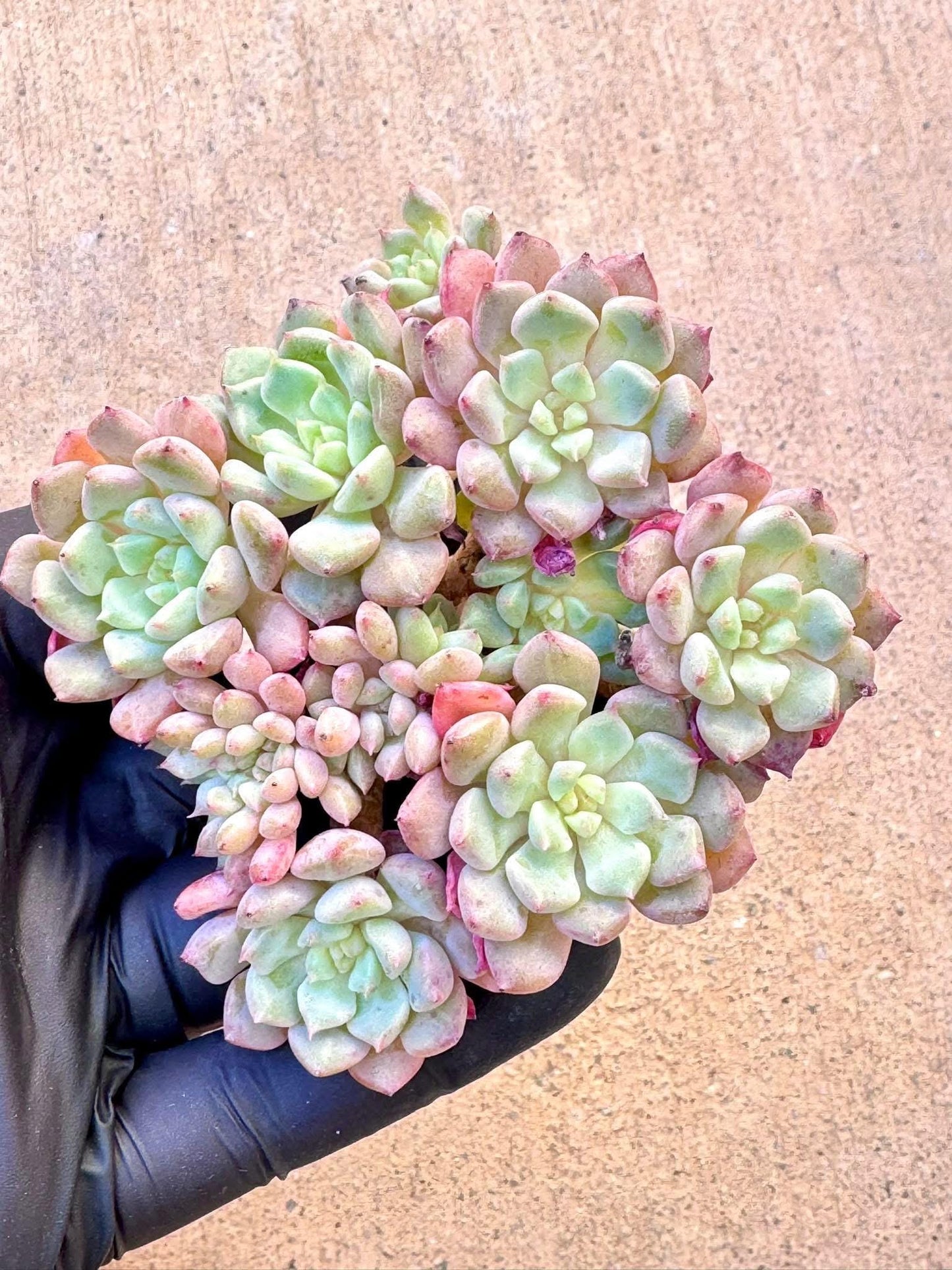 Echeveria Lovely Baby | Live Succulent Plant | Korean Succulent | Variegated Echeveria | Imported Plants | Echeveria Clusters