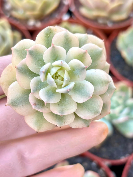 Echeveria Derensina Variegated | 4” pot | Live Succulent Plant | Korean Succulent | Variegated Pachyveria | Imported Plants