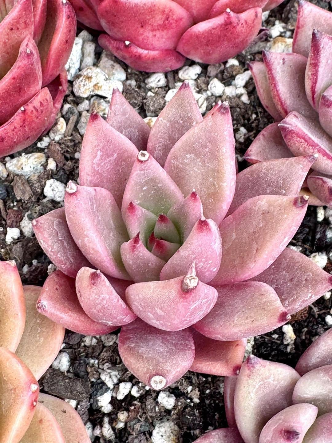Echeveria Romeo Hybrid | Rare Imported Succulent | Collector’s Succulent