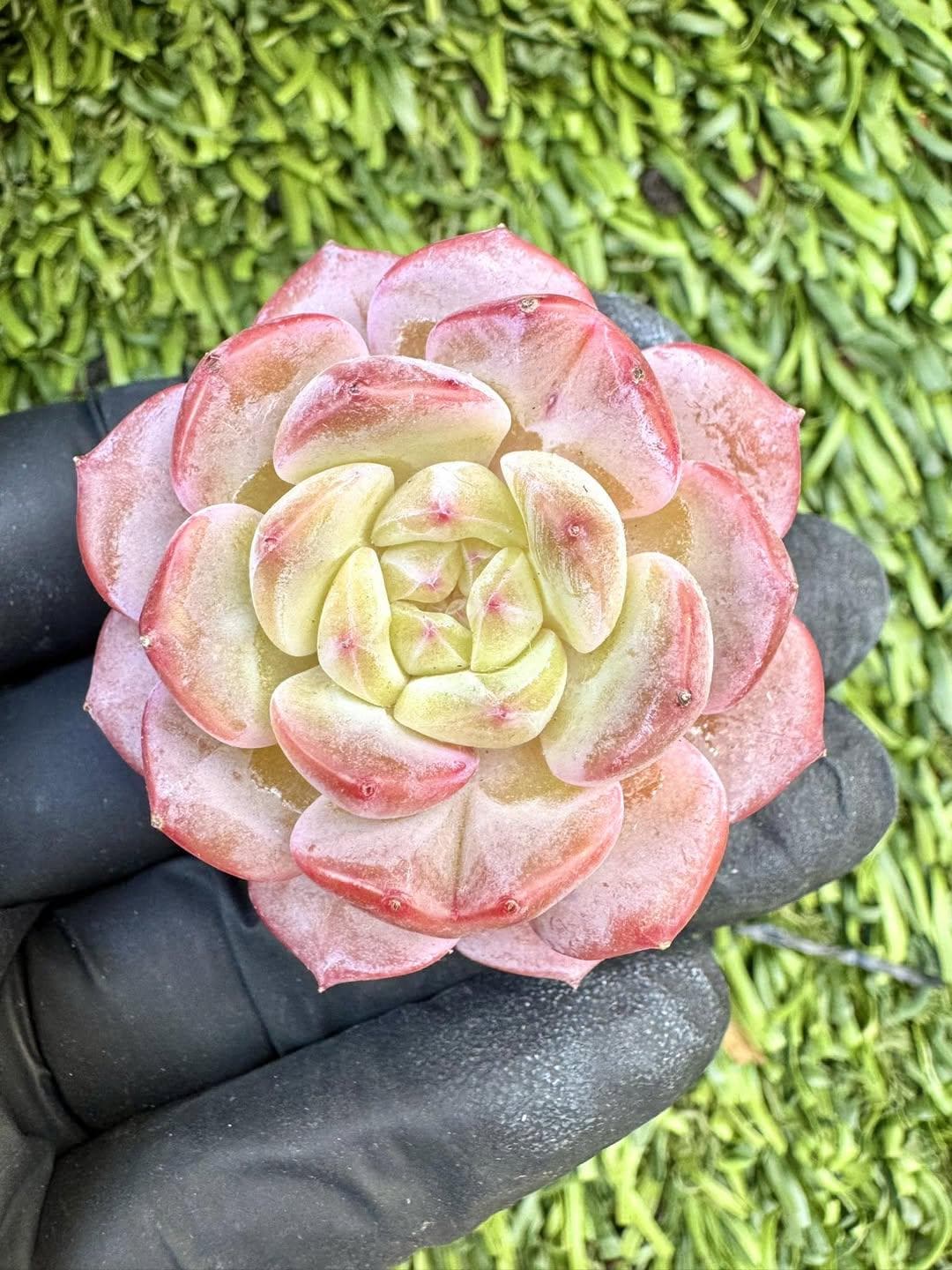 Echeveria Little Red Elephant | Live Succulent Plant | Korean Succulent | Rare Imported Echeveria | Imported Plants