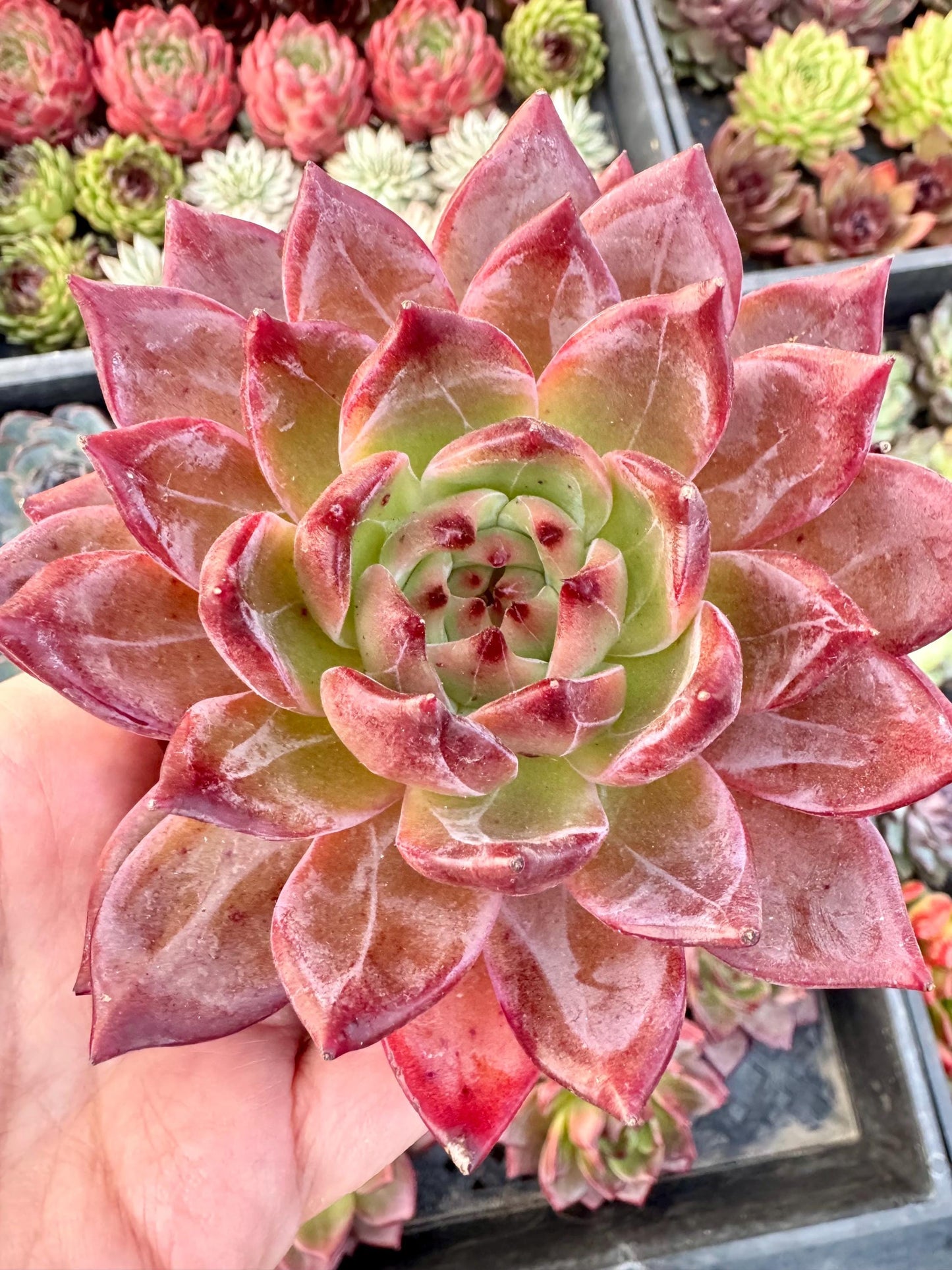 Echeveria Demon Knight | Live Succulent Plant | Korean Succulent | Rare Imported Echeveria | Imported Plants