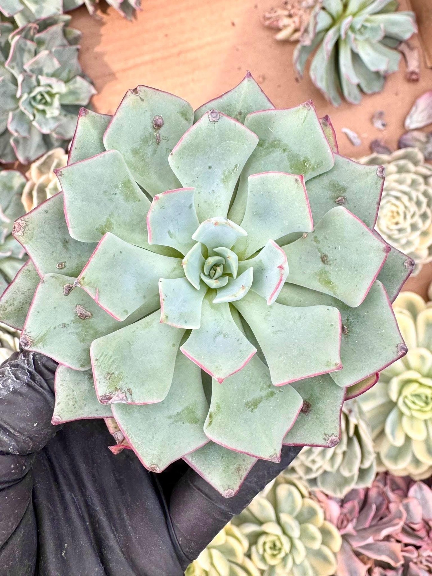 Echeveria Strictiflora | Live Succulent Plant | Korean Succulent | Variegated Echeveria | Imported Plants