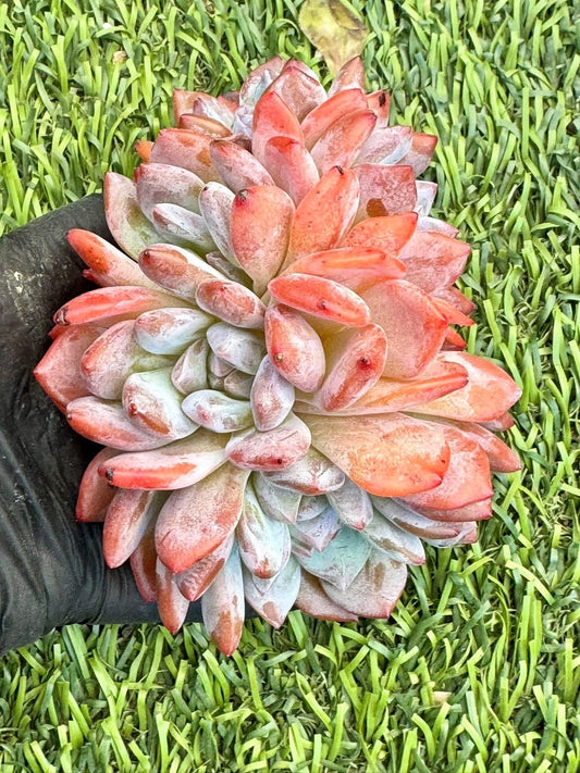 Echeveria Snow Angel Duo Duo Crested | Live Succulent Plant | Echeveria Cluster | Rare Imported Echeveria | Imported Plants