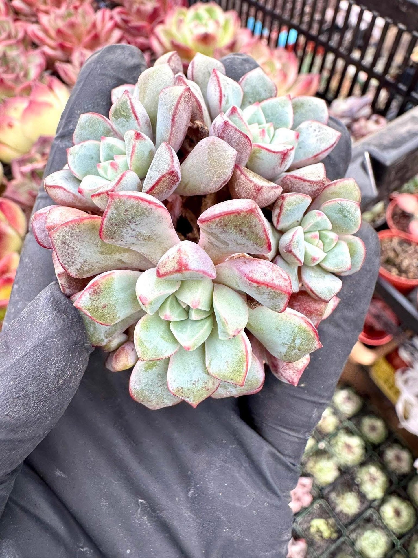 Echeveria Sapphire | Live Succulent Plant | Korean Succulent | Rare Imported Echeveria | Imported Plants