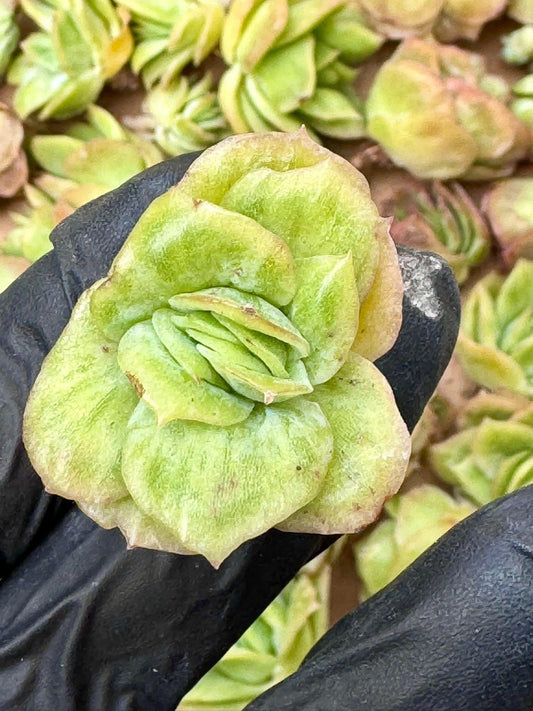 Echeveria Ice Rose Variegated (5pcs) | Live Succulent Plant | Korean Succulent | Rare Imported Echeveria | Imported Plants