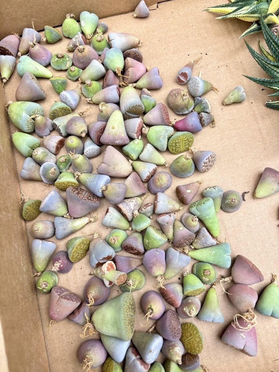 Lithops (10pcs) | Live Succulent Plant | Korean Succulent | Rare Imported Echeveria | Imported Plants