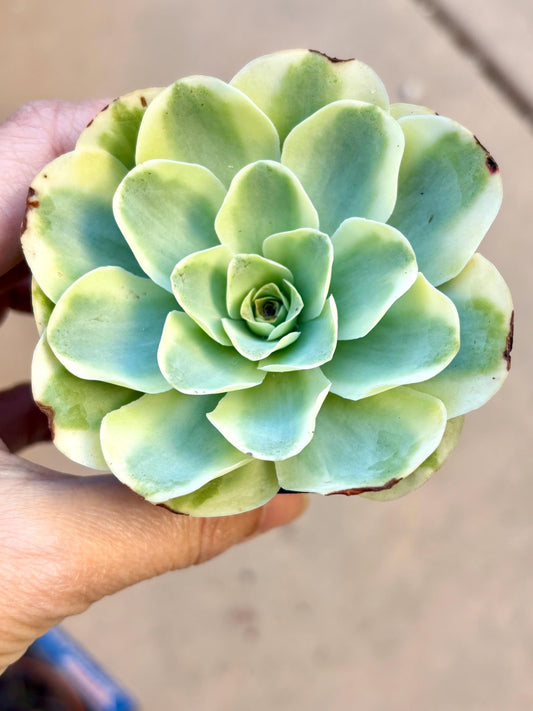Echeveria Fantasy | Live Succulent Plant | Echeveria Cluster | Rare Imported Echeveria | Imported Plants