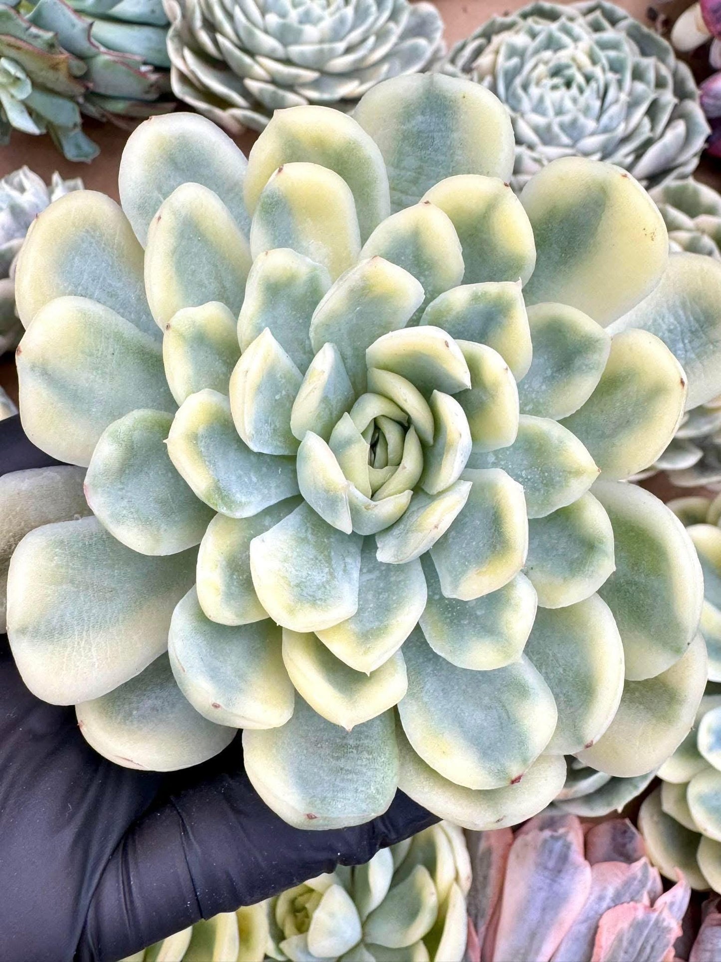 Echeveria Strawberry Ice Variegated | Live Succulent Plant | Korean Succulent | Variegated Echeveria | Imported Plants