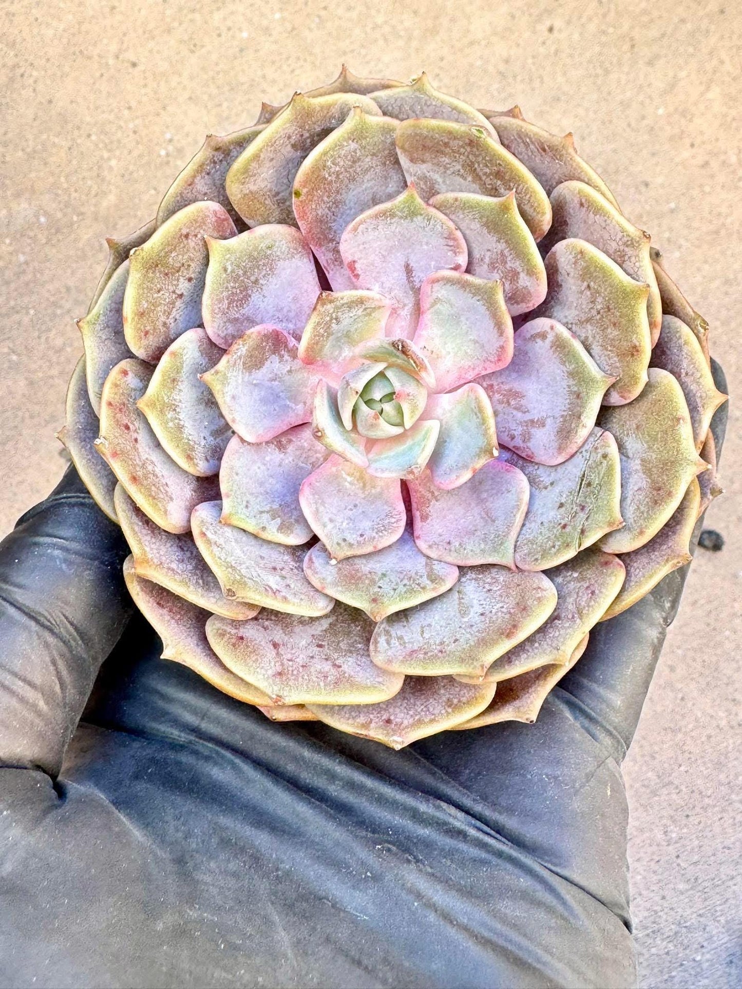 Echeveria Pink Butterfly | Live Succulent Plant | Korean Succulent | Rare Imported Echeveria | Imported Plants