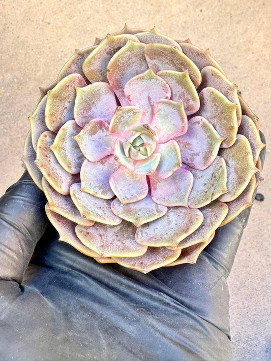 Echeveria Pink Butterfly | Live Succulent Plant | Korean Succulent | Rare Imported Echeveria | Imported Plants