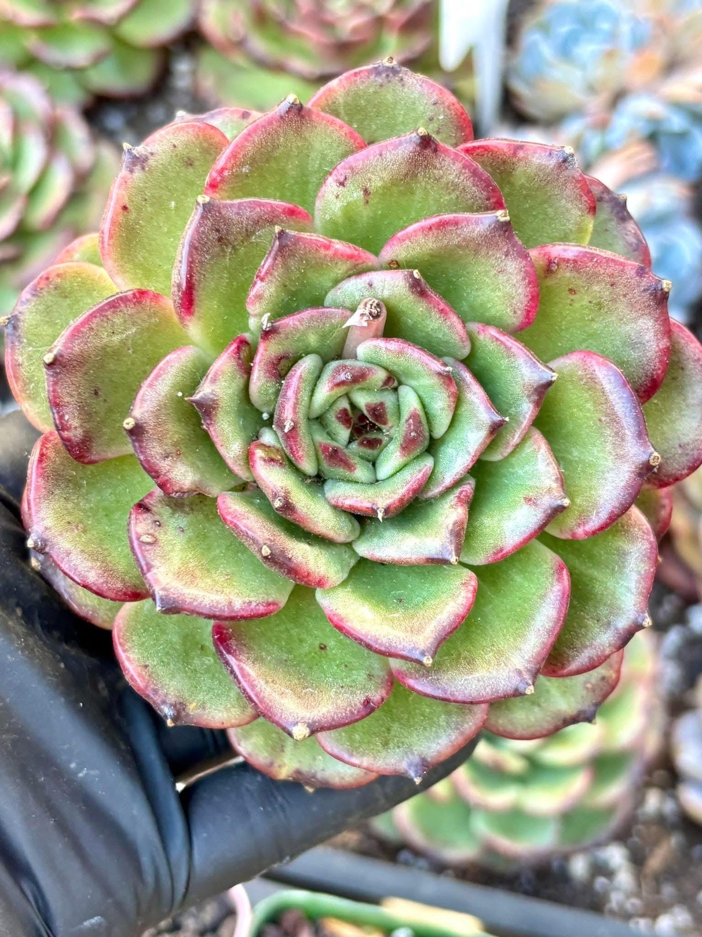 Echeveria Black Rose Hybrid | Live Succulent Plant | Korean Succulent | Rare Imported Echeveria | Imported Plants