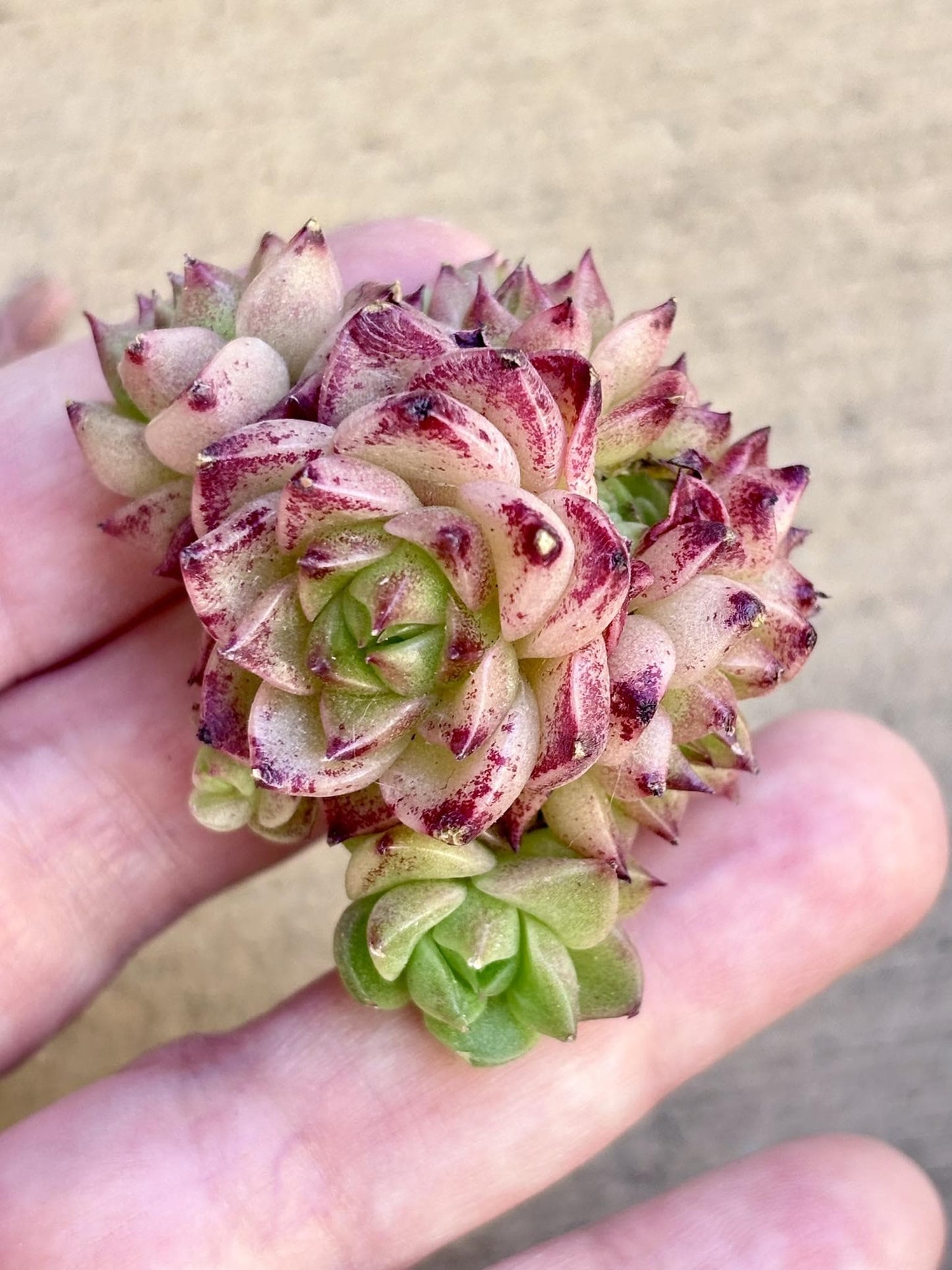 Echeveria Tango Hybrid size ~1.75” | Korean Succulent | Rare Imported Echeveria | Imported Plants