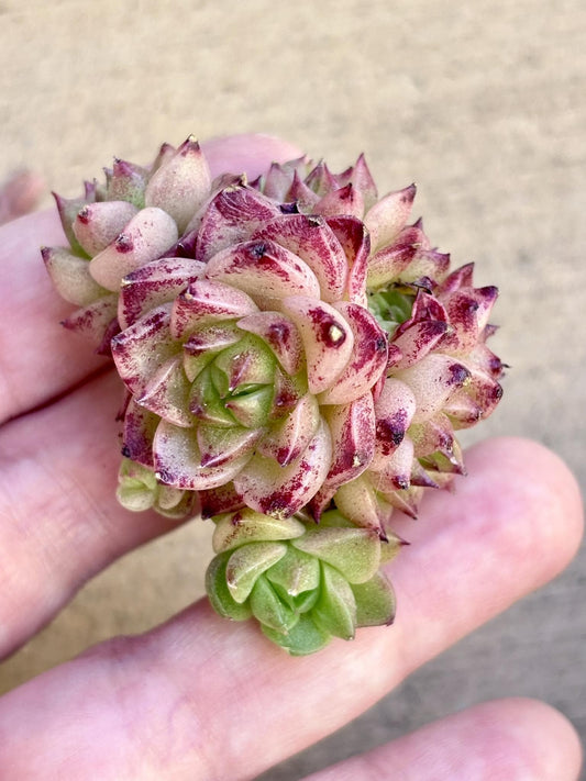 Echeveria Tango Hybrid size ~1.75” | Korean Succulent | Rare Imported Echeveria | Imported Plants