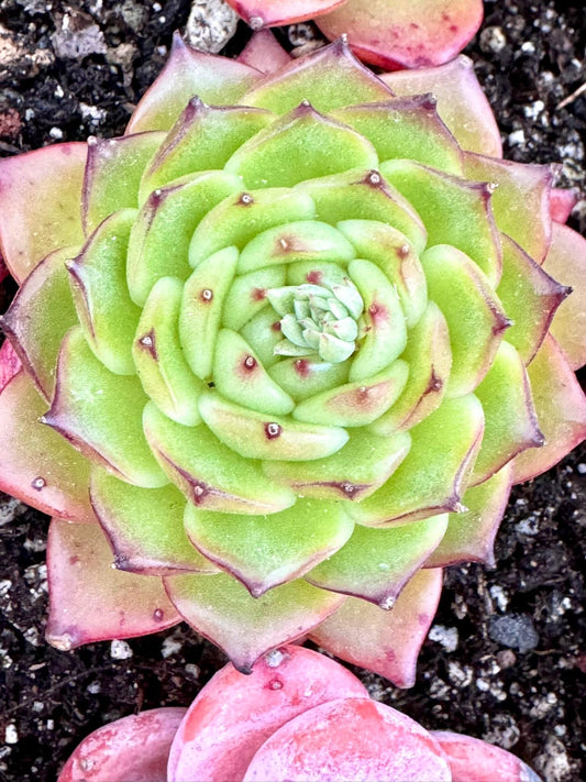 Echeveria Soda | Live Succulent Plant | Korean Succulent | Rare Imported Echeveria | Imported Plants