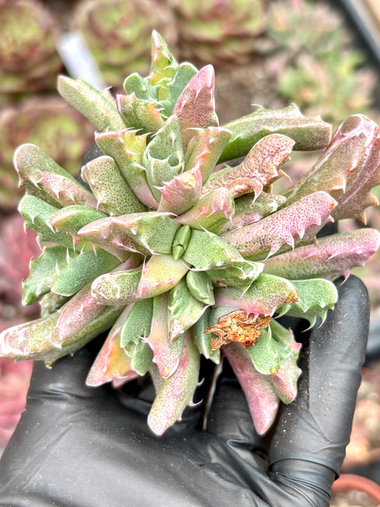 Faucaria Four Sea Variegated | Live Succulent Plant | Korean Succulent | Rare Imported Faucaria | Imported Plants