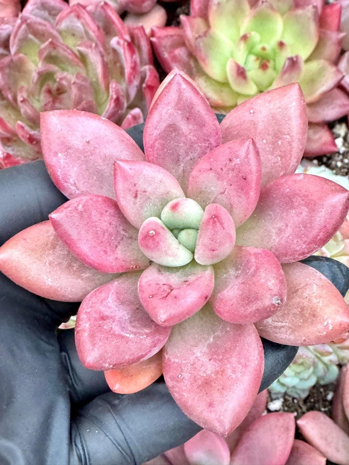 Echeveria Ruby Donna | Live Succulent Plant | Korean Succulent | Variegated Echeveria | Imported Plants | Echeveria Clusters