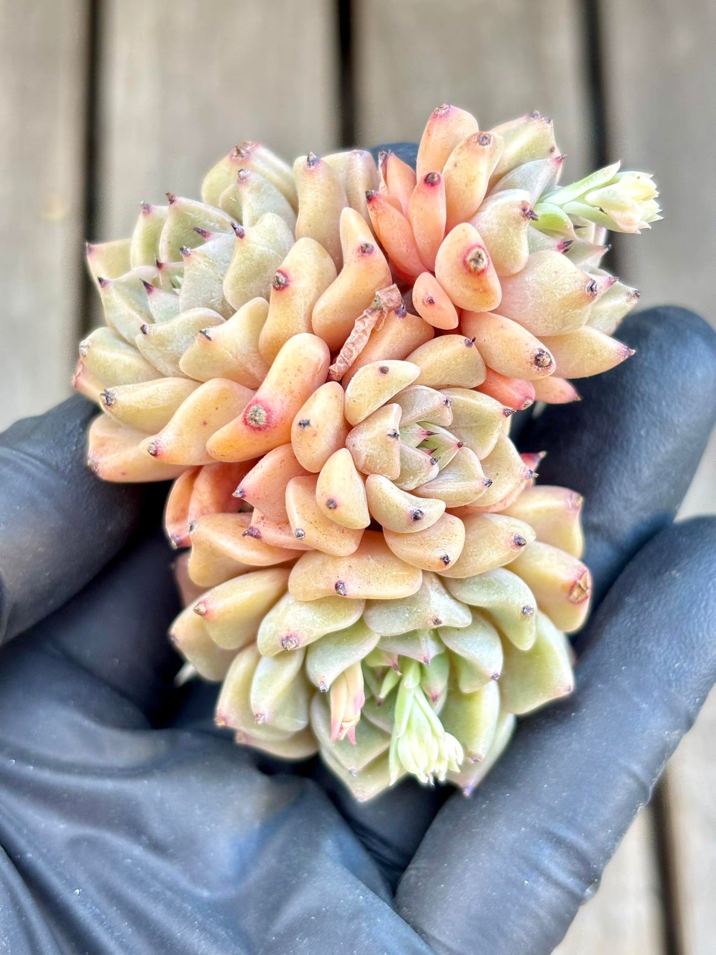 Echeveria Saroji Live Succulent Plant | Korean Succulent | Rare Imported Echeveria | Imported Plants