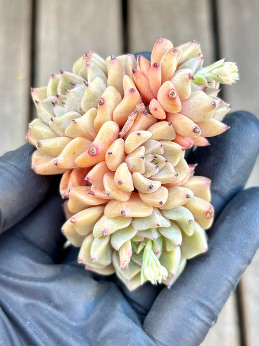 Echeveria Saroji Live Succulent Plant | Korean Succulent | Rare Imported Echeveria | Imported Plants