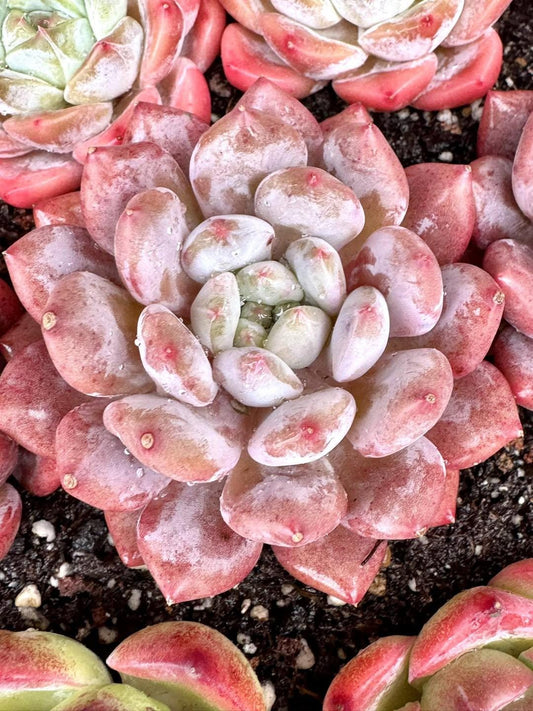 Echeveria Diaochan | Rare Imported Succulent | Collector’s Succulent