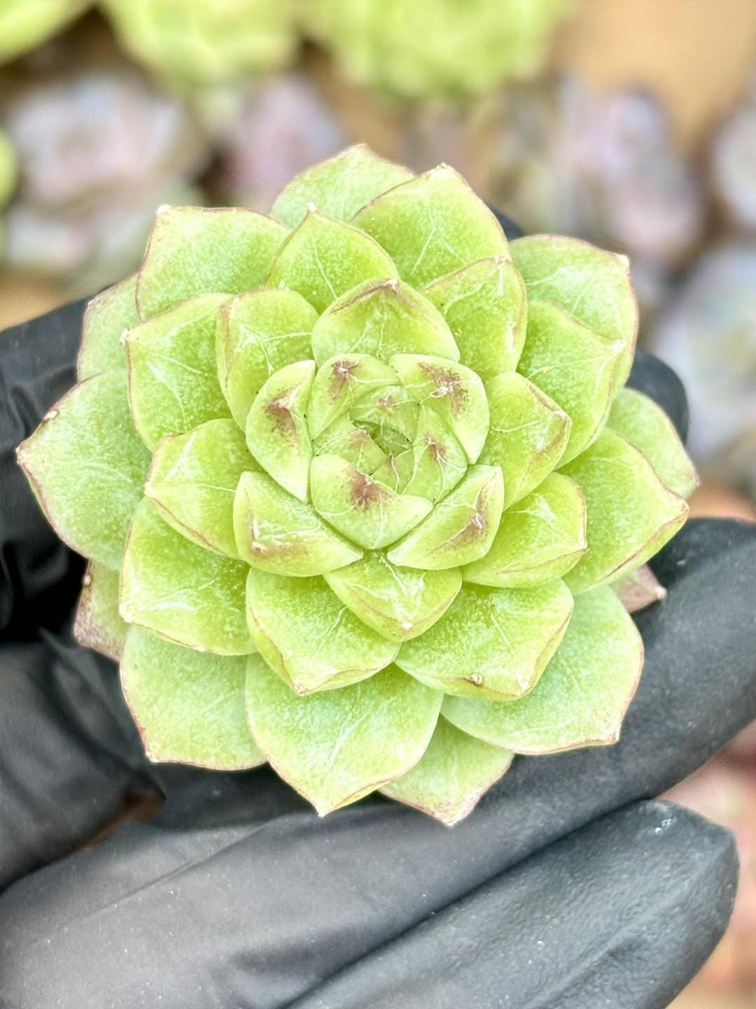 Echeveria Queen Jenny | Live Succulent Plant | Korean Succulent | Rare Imported Echeveria | Imported Plants