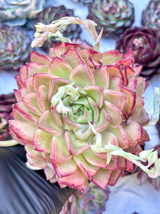 Echeveria Colored Lizard | Live Succulent Plant | Korean Succulent | Rare Imported Echeveria | Imported Plants