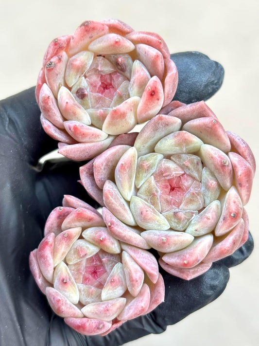 Echeveria Jipin Ice | Live Succulent Plant | Korean Succulent | Rare Imported Echeveria | Imported Plants