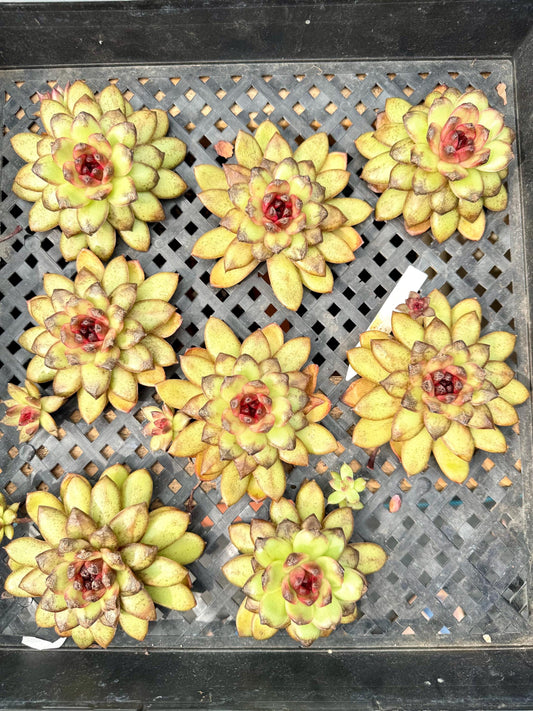 Echeveria Black Crystal Rose Sugar Heart | Live Succulent Plant | Korean Succulent | Variegated Echeveria | Imported Plants