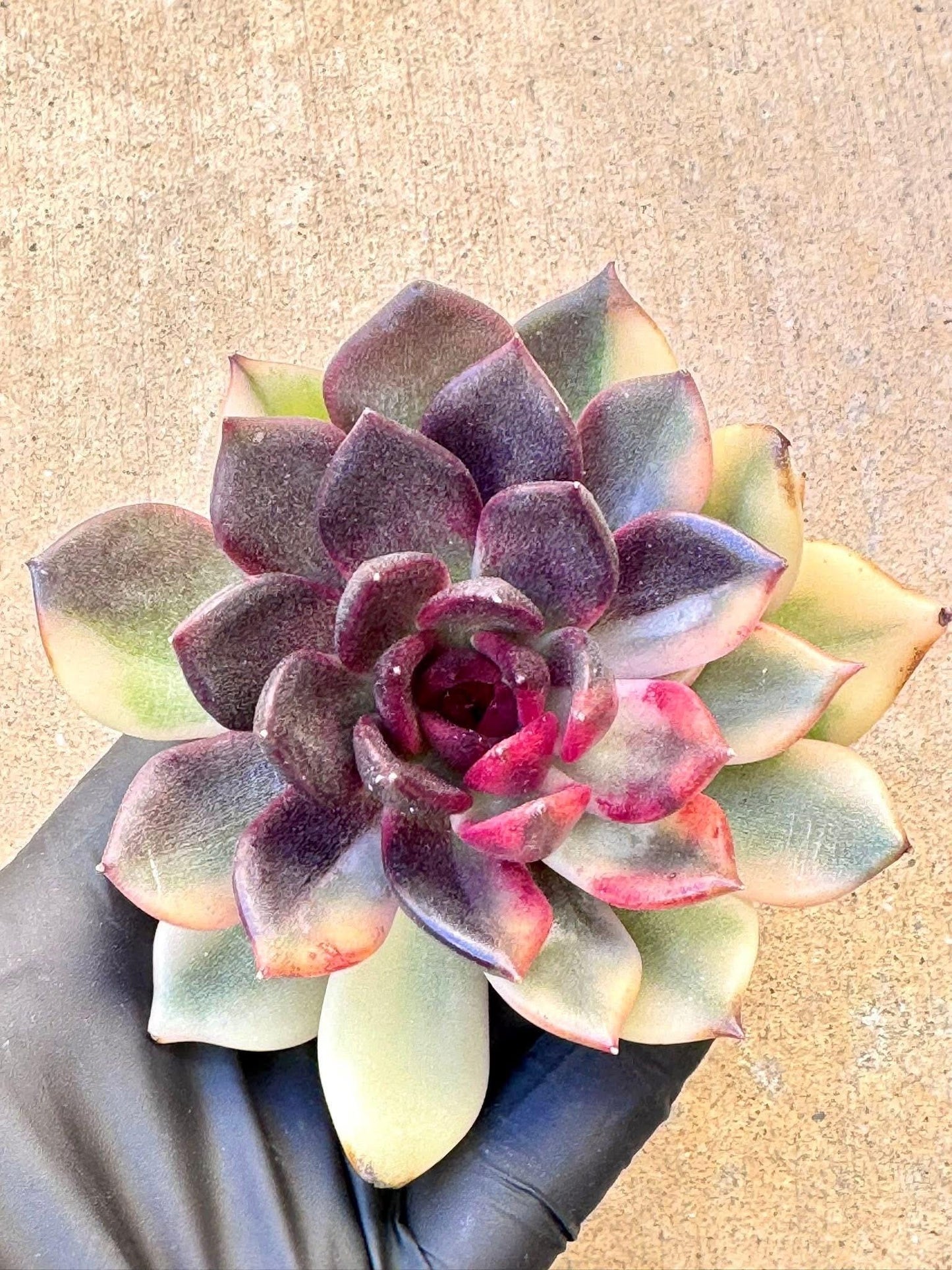 Echeveria Flame Mountain Variegated | Rare Imported Succulent | Collector’s Succulent
