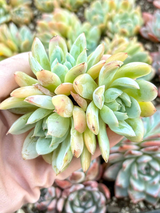 Echeveria Ghostbuster | 4” pot | Live Succulent Plant | Korean Succulent | Variegated Pachyveria | Imported Plants