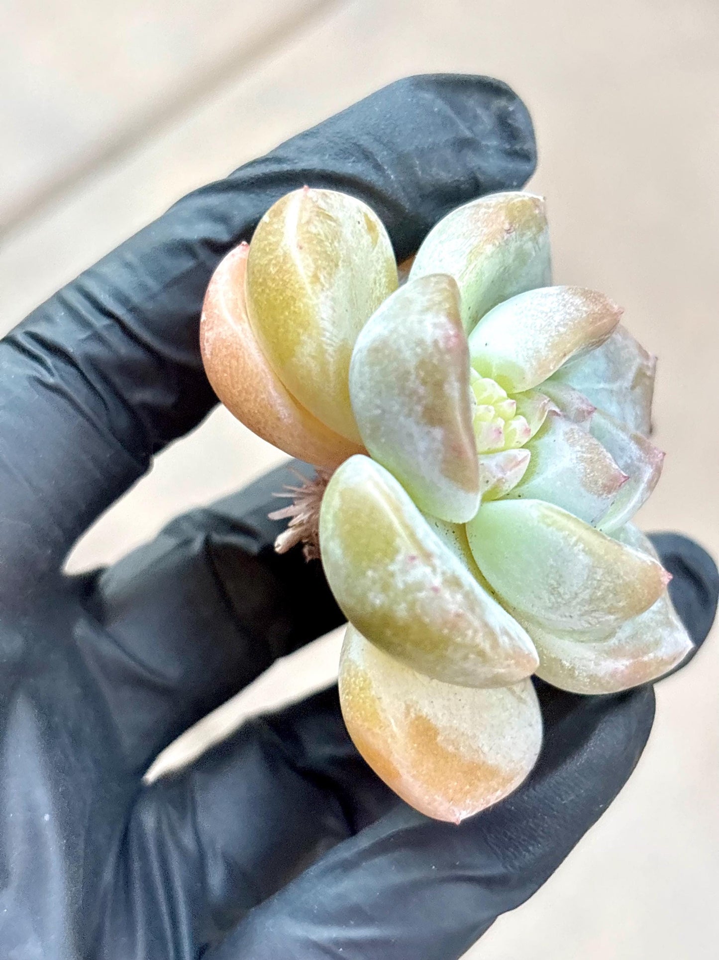 Echeveria Eve Snow | Live Succulent Plant | Korean Succulent | Variegated Echeveria | Imported Plants
