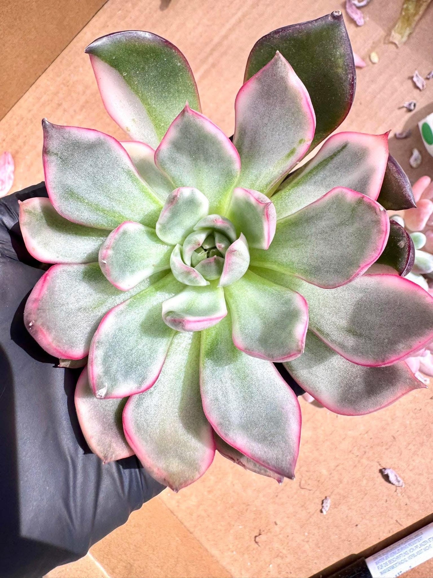 Echeveria Dream Snow Variegated | Live Succulent Plant | Korean Succulent | Variegated Echeveria | Imported Plants