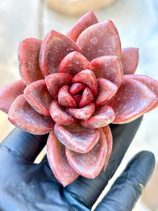 Echeveria Abundant Rose | Live Succulent Plant | Korean Succulent | Variegated Echeveria | Imported Plants | Echeveria Clusters