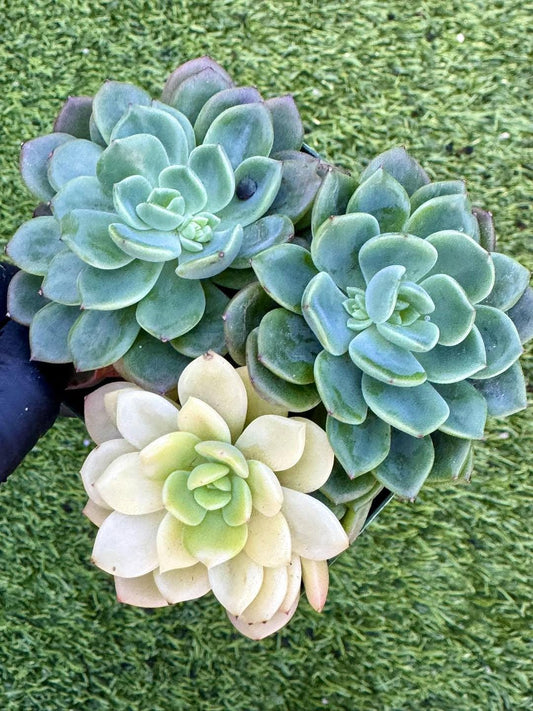 Echeveria Fanta Var | Rare Imported Succulent | Collector’s Succulent