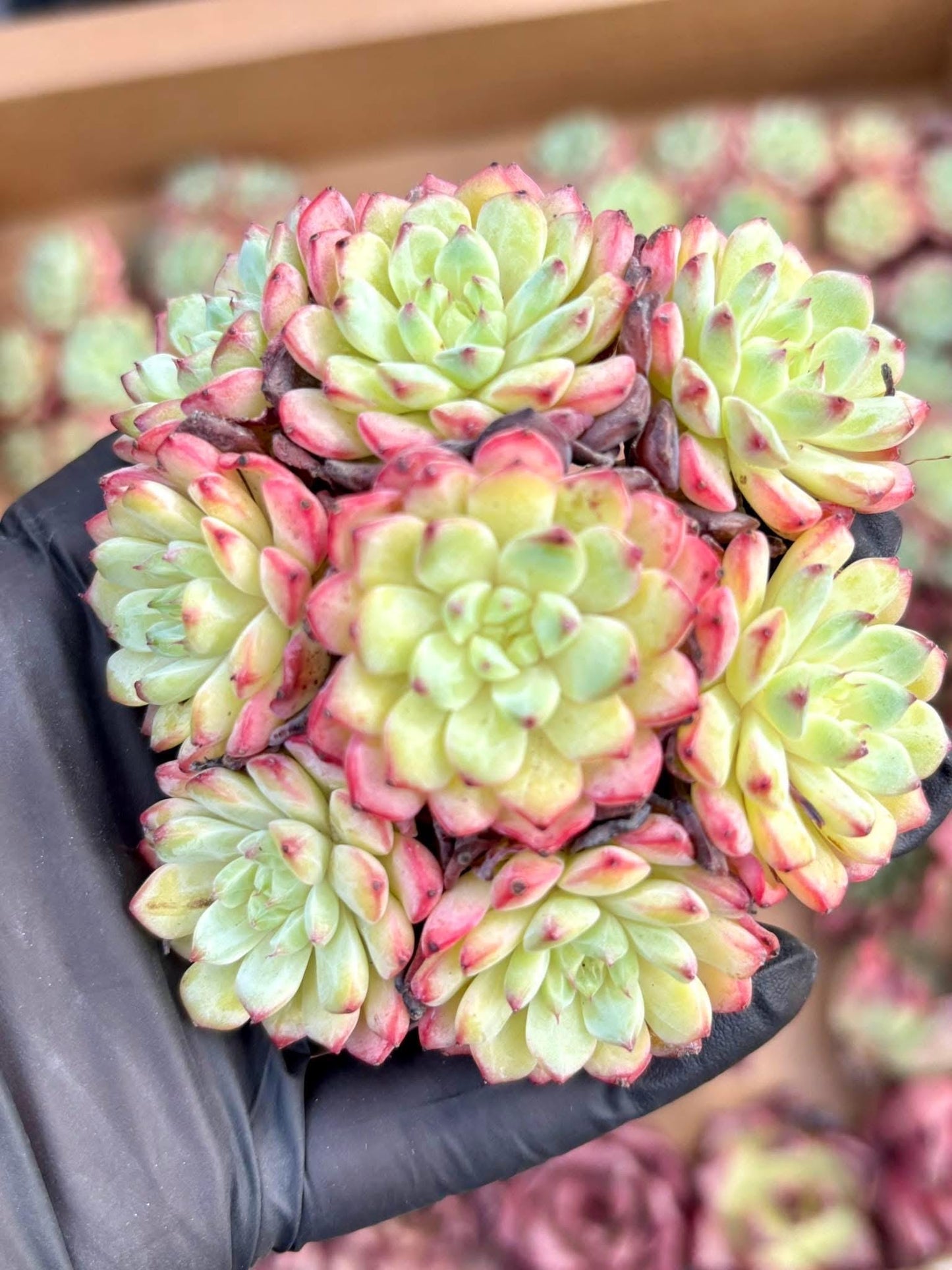Echeveria Pink Minima | Live Succulent Plant | Korean Succulent | Rare Imported Echeveria | Imported Plants