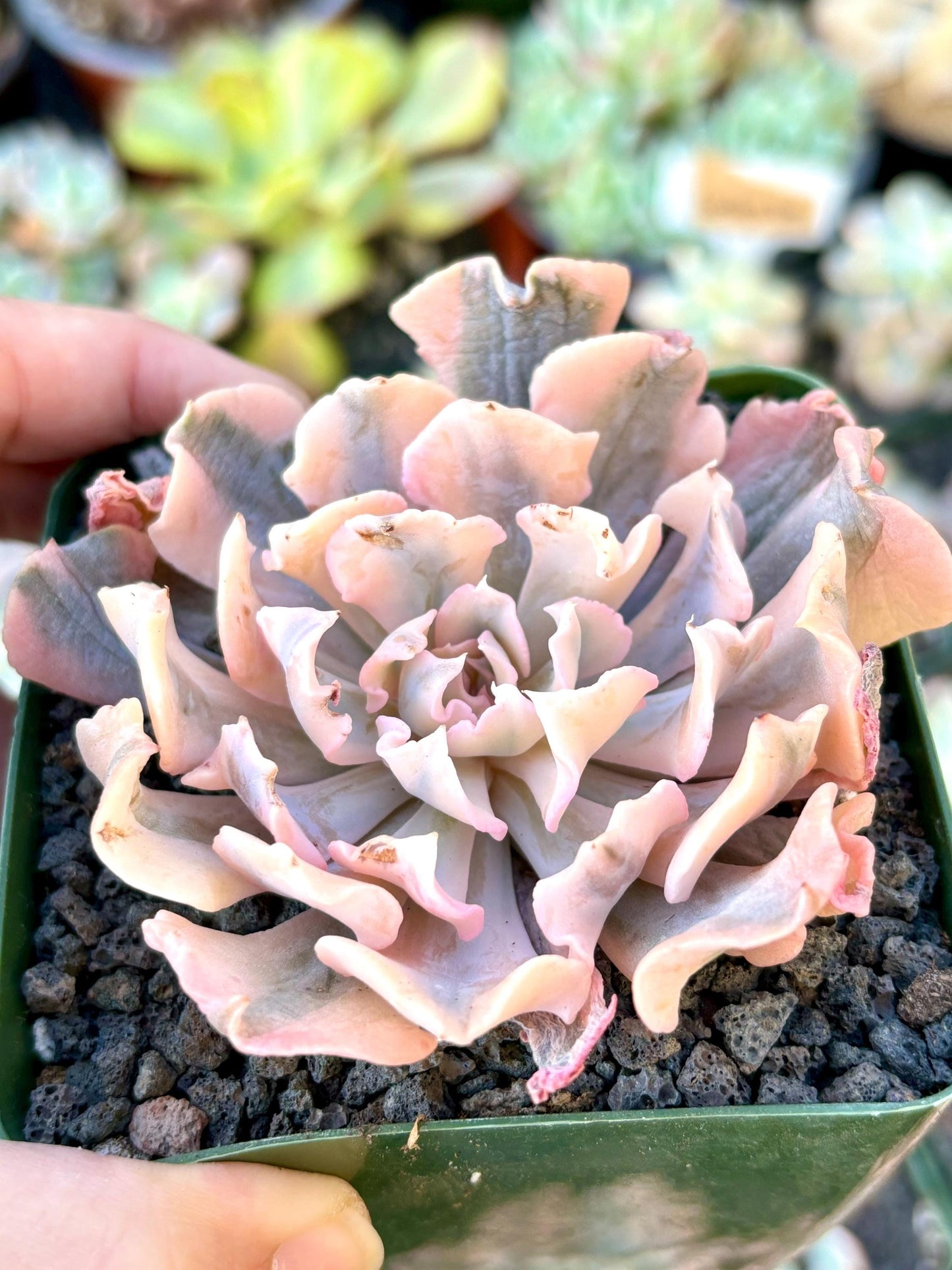 Echeveria Liberia Variegated | Live Succulent Plant | Echeveria Cluster | Rare Imported Echeveria | Imported Plants