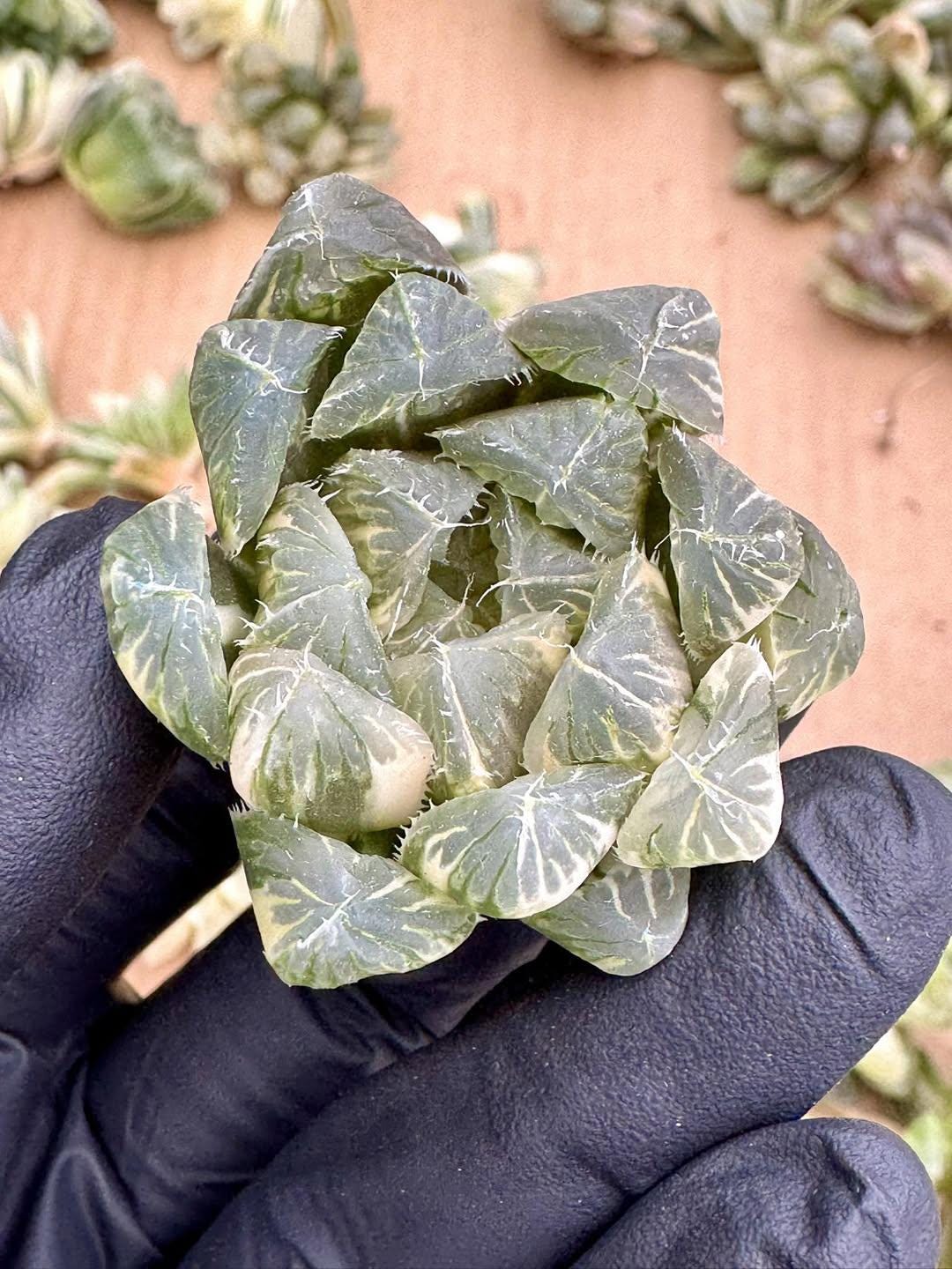 Haworthia Red Flame Variegated | Rare Imported Succulent | Collector’s Succulent