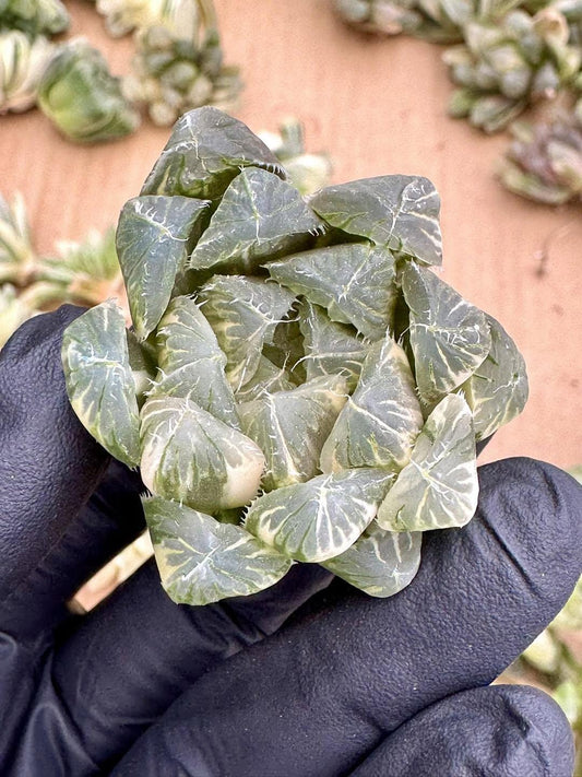 Haworthia Red Flame Variegated | Rare Imported Succulent | Collector’s Succulent