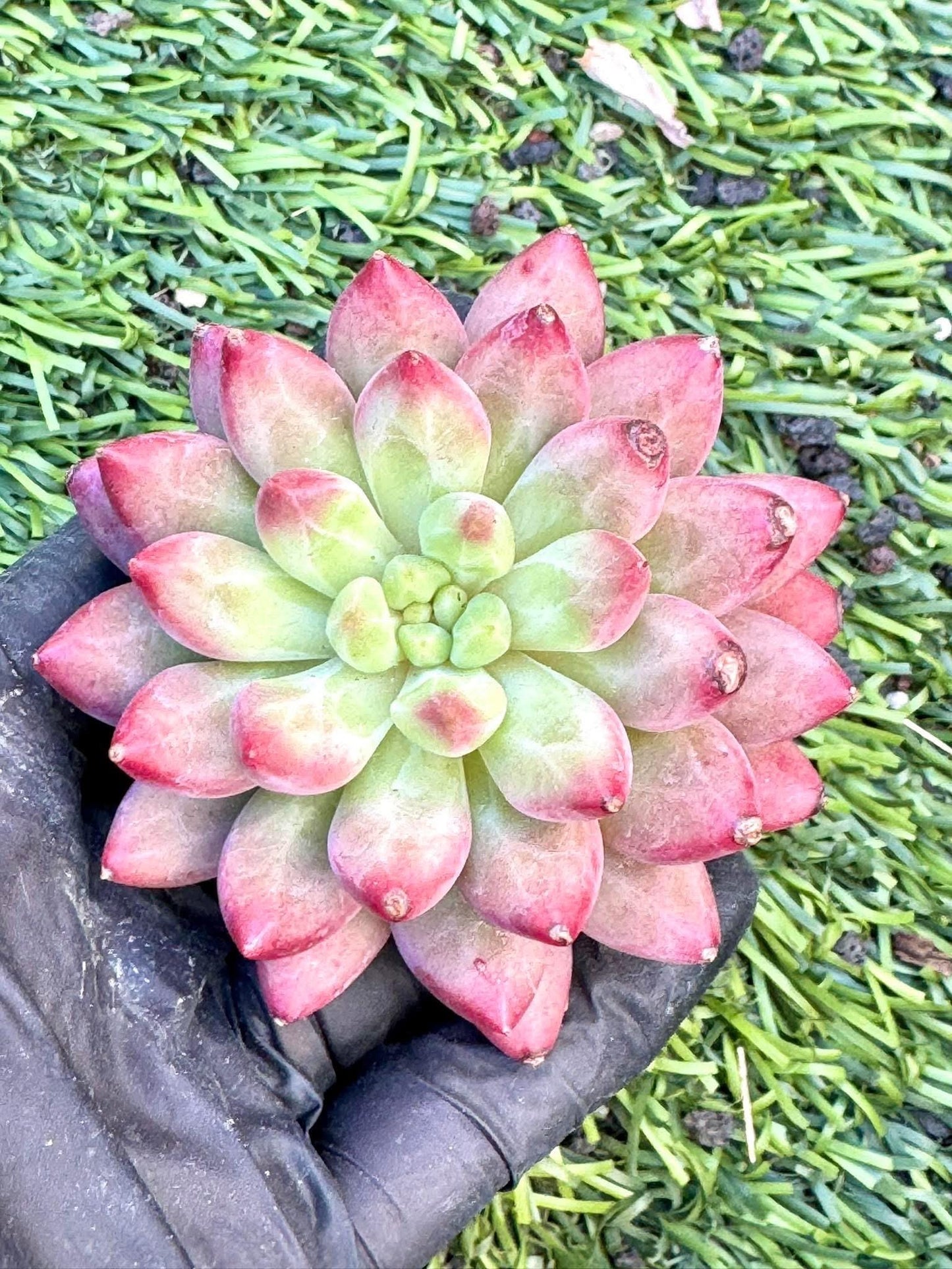 Echeveria Ponyo | Live Succulent Plant | Imported Plants | Imported Echeveria