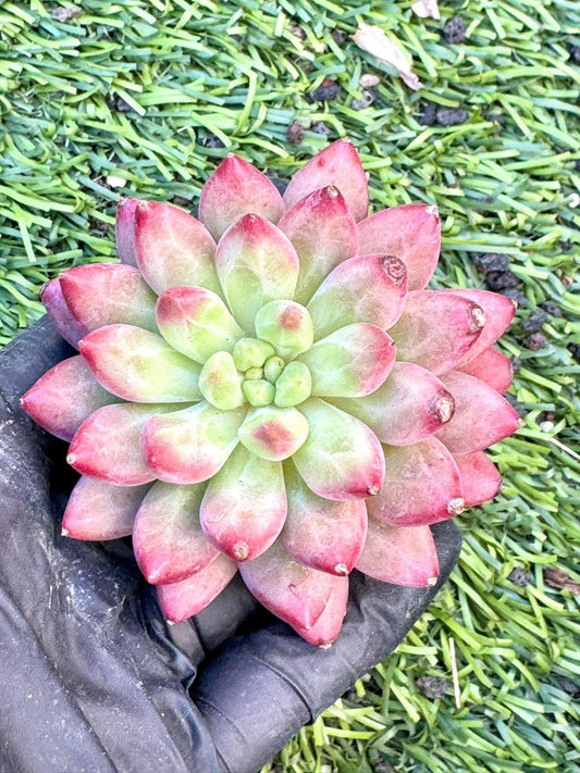 Echeveria Ponyo | Live Succulent Plant | Imported Plants | Imported Echeveria