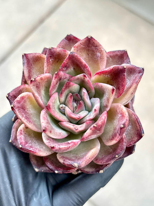 Echeveria Prada | Live Succulent Plant | Imported Plants | Imported Echeveria
