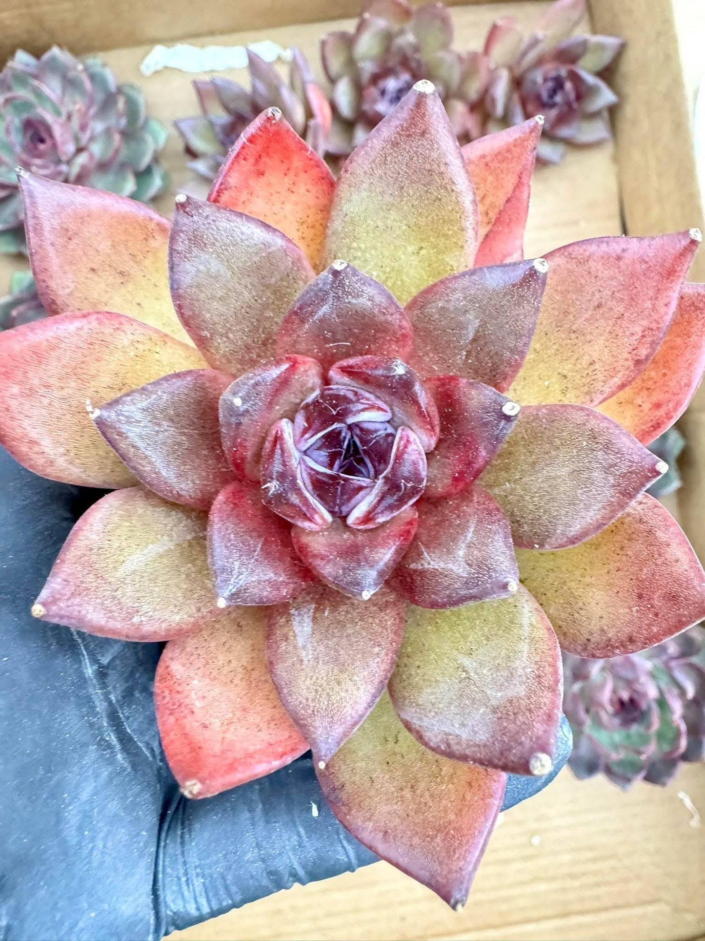 Echeveria Mysterious Wind | Live Succulent Plant | Korean Succulent | Rare Imported Echeveria | Imported Plants